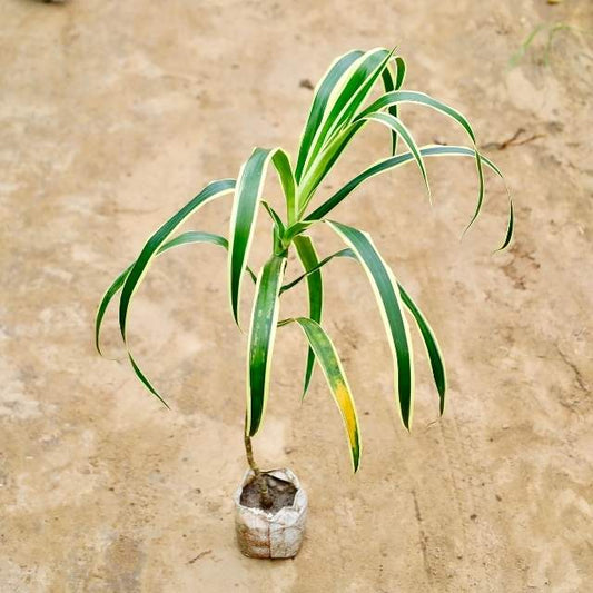 Dracaena plant with long green leaves on a beige background Buy Indoor Plants in Gurgaon haryali: Free Next-Day Delivery