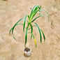 Dracaena plant with long green leaves on a beige background Buy Indoor Plants in Gurgaon haryali: Free Next-Day Delivery