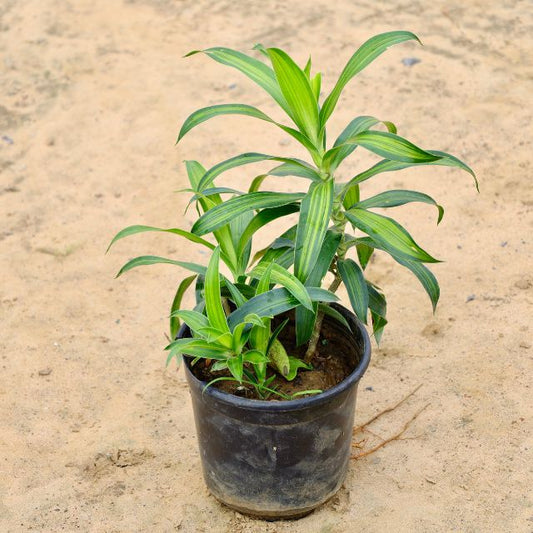 Dracaena Messenger In 6 inch Nursery Pot