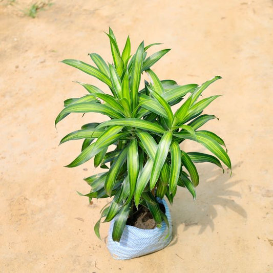 Dracaena plant with green leaves on a beige background Online Plants in Gurgaon: Free Next-Day Delivery