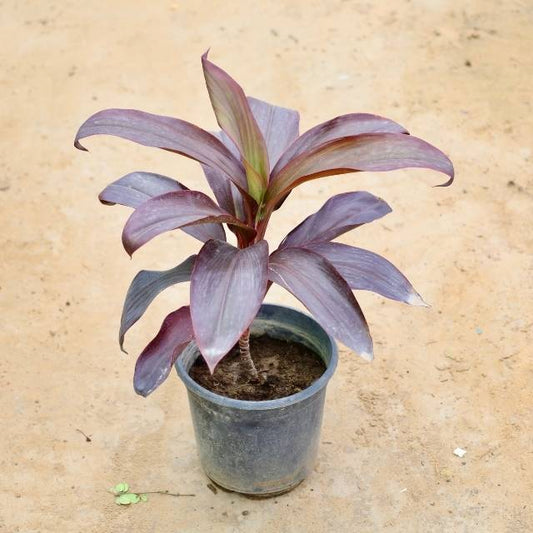 Dracaena plant with purple leaves on a beige background Buy Indoor Plants in Gurgaon haryali: Free Next-Day Delivery