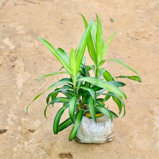 Dracaena reflexa plant on a sandy surface Buy Indoor Plants in Gurgaon haryali: Free Next-Day Delivery