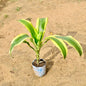 Dracaena Victoria plant with green and yellow leaves on a sandy background