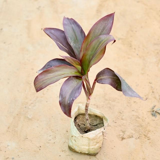 Dracaena purple plant with purple and green leaves on a beige background Buy Indoor Plants in Gurgaon haryali: Free Next-Day Delivery