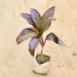 Dracaena purple plant with purple and green leaves on a beige background Buy Indoor Plants in Gurgaon haryali: Free Next-Day Delivery