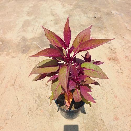 Potted plant with purple and green leaves on a beige surface