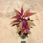 Potted plant with purple and green leaves on a beige surface