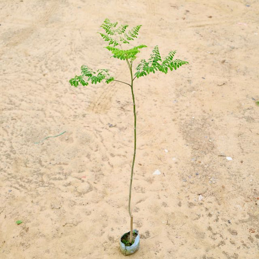 Drumstick / Paijon/ Moringa/ Sehjan in 4 inch  Nursery Bag
