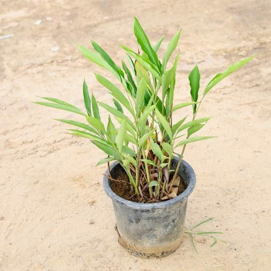 Elaichi plant on a beige surface Buy Indoor Plants in Gurgaon haryali: Free Next-Day Delivery