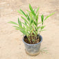 Elaichi plant on a beige surface Buy Indoor Plants in Gurgaon haryali: Free Next-Day Delivery