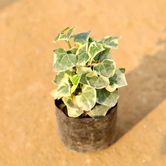 English Ivy Plant In 4 Inch Nursery Bag