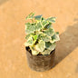 English Ivy Plant In 4 Inch Nursery Bag
