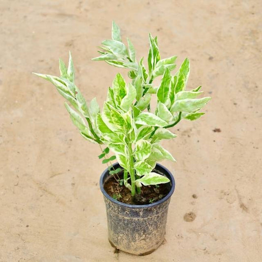 Euphorbia Tithymaloides plant with variegated leaves on a beige background Buy Indoor Plants in Gurgaon haryali: Free Next-Day Delivery