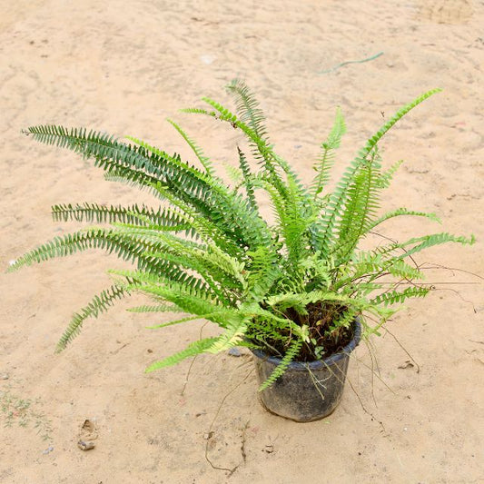 Fern Green in 8 inch Nursery Pot