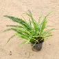 Fern Green in 8 inch Nursery Pot