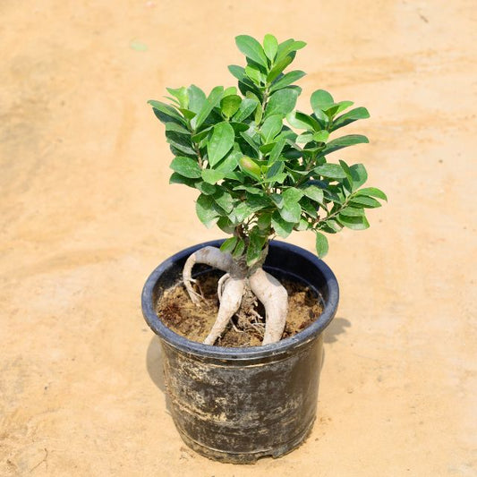 Ficus Bonsai in 8 inch Nursery Pot