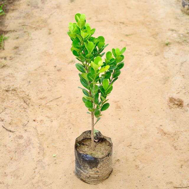 Ficus microcarpa plant on a sandy surface Buy Indoor Plants in Gurgaon haryali: Free Next-Day Delivery