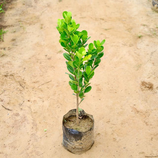 Ficus microcarpa plant on a sandy surface Buy Indoor Plants in Gurgaon haryali: Free Next-Day Delivery