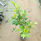 Ficus Panda 2 Fit  7 Inch Nursery Bag