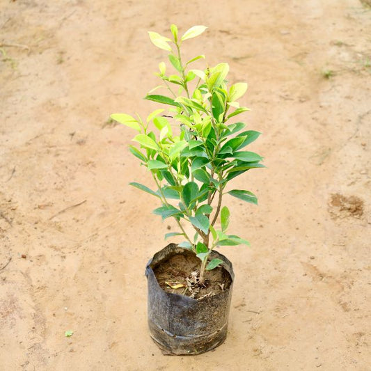 Ficus Panda potted plant on a sandy background: Buy Indoor Plants in Gurgaon haryali: Free Next-Day Delivery