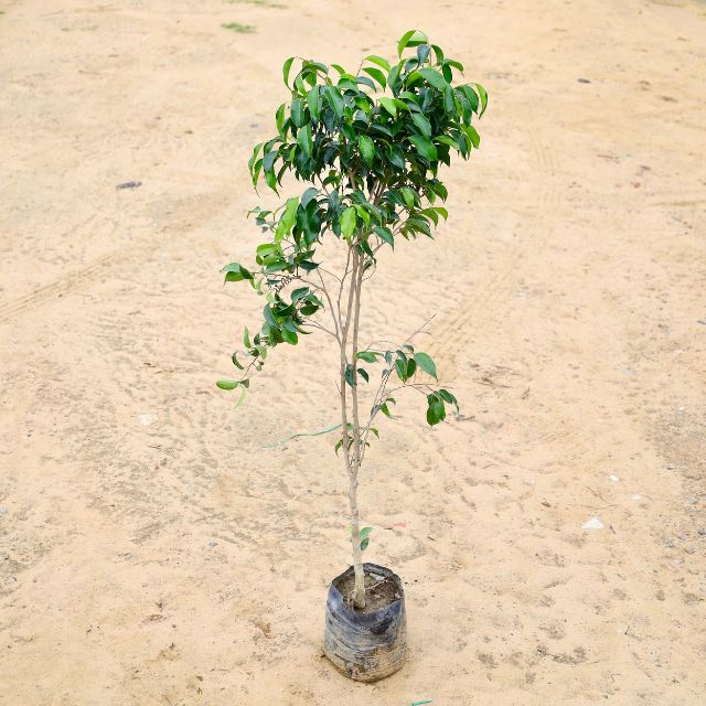 Ficus Panda Black (3 Fit) In 7 inch Nursery Bag