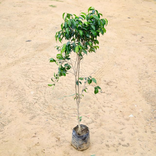 Ficus Panda Black (3 Fit) In 7 inch Nursery Bag