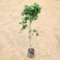 Ficus Panda Black (3 Fit) In 7 inch Nursery Bag