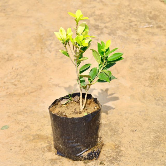 Ficus Panda potted plant on a beige surface Buy Online Plants in Gurgaon: Free Next-Day Delivery