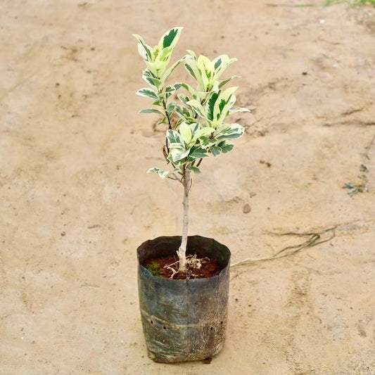 Ficus Panda plant with variegated leaves on a sandy background