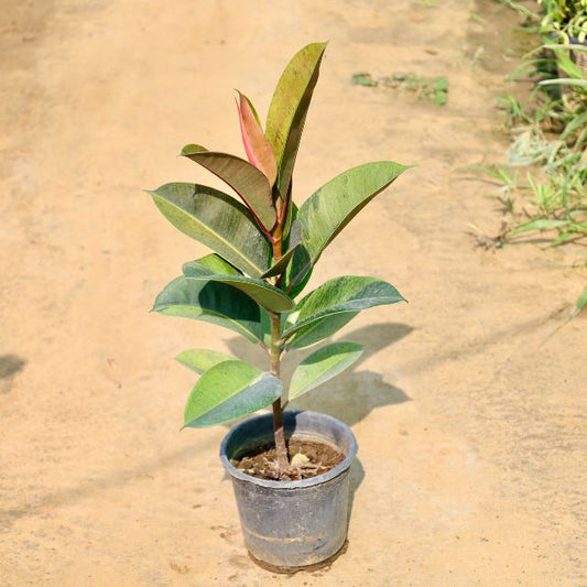 Rubber plant on a sandy surface Buy Online Plants in Gurgaon: Free Next-Day Delivery