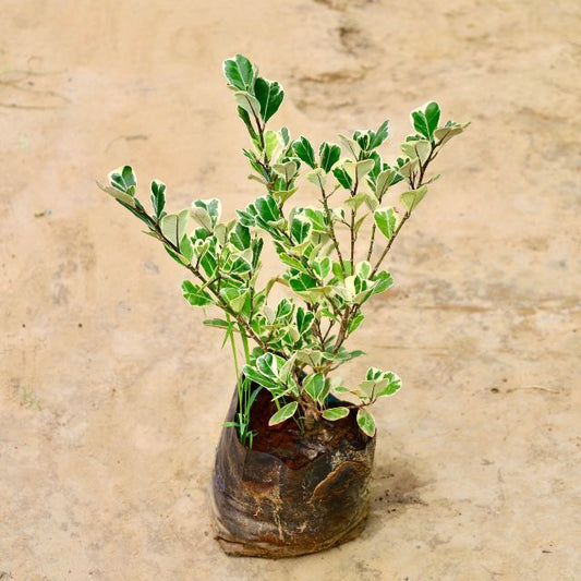 Ficus plant with green leaves on a beige background Online Plants in Gurgaon: Free Next-Day Delivery