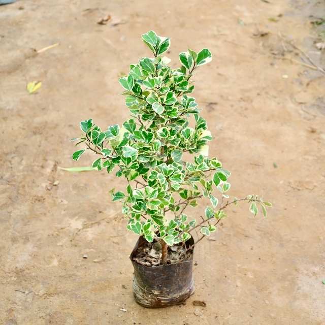 Ficus plant with green and white leaves on a sandy background Buy Indoor Plants in Gurgaon haryali: Free Next-Day Delivery