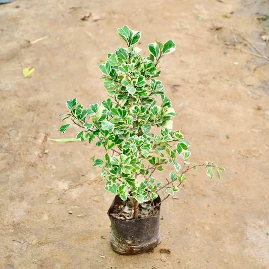 Ficus plant with green and white leaves on a sandy background Buy Indoor Plants in Gurgaon haryali: Free Next-Day Delivery