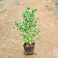 Ficus plant with green and white leaves on a sandy background Buy Indoor Plants in Gurgaon haryali: Free Next-Day Delivery