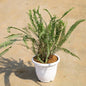 Fern Green In 8 Inch Petu white Pot