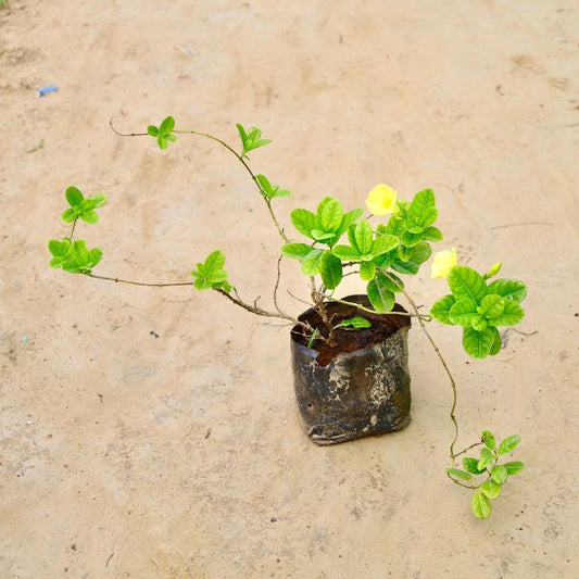 Small potted plant with green leaves on a beige concrete surface Online Plants in gurgaon