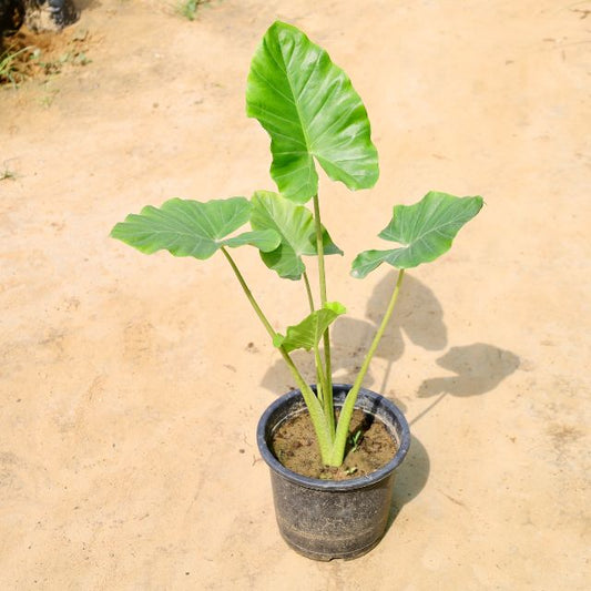 Alocasia plant with large green leaves on a beige background Online Plants in Gurgaon: Free Next-Day Delivery