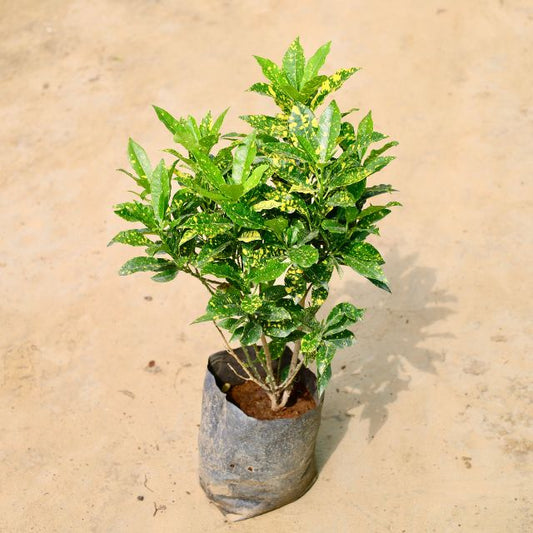Baby Croton plant with green leaves on a beige background Online Plants in Gurgaon: Free Next-Day Delivery