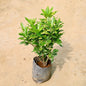 Baby Croton plant with green leaves on a beige background Online Plants in Gurgaon: Free Next-Day Delivery