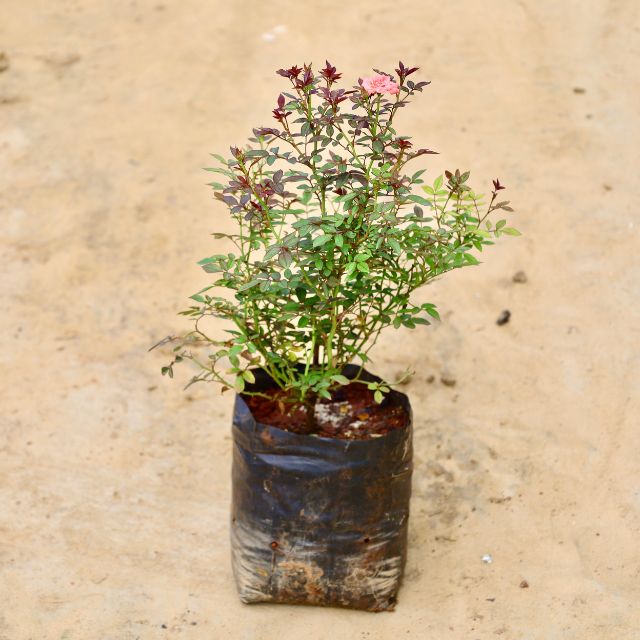 Small Button Rose potted plant in a black pot on a beige background Online Plants in gurgaon