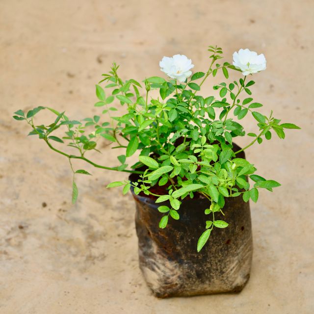 Rose plant with white flowers on a beige background Online Plants in gurgaon