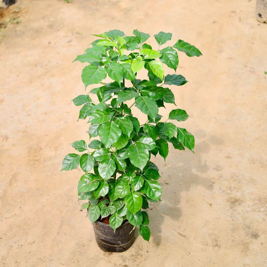 China Doll plant with green leaves on a beige background Online Plants in Gurgaon: Free Next-Day Delivery
