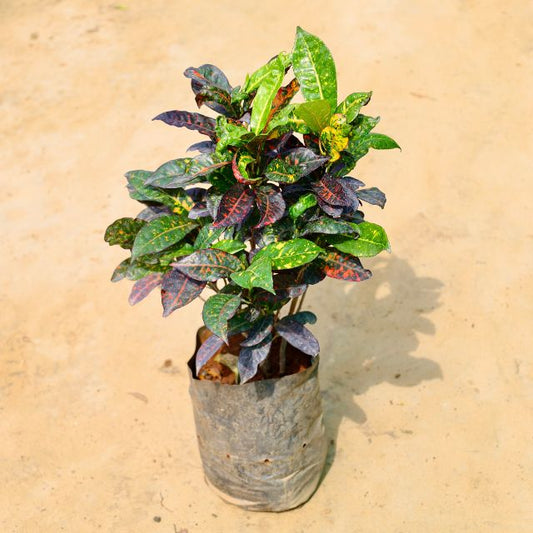 Croton Petra plant with multicolored leaves on a beige background Online Plants in Gurgaon: Free Next-Day Delivery