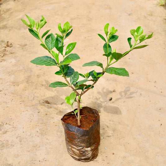 GandhRaj Flower plant on a beige background Online Plants in gurgaon