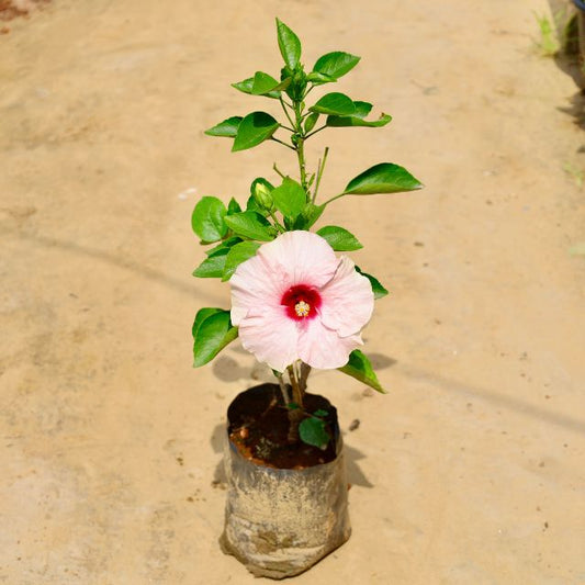 Small potted plant with a pink flower on a sandy background