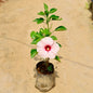 Small potted plant with a pink flower on a sandy background