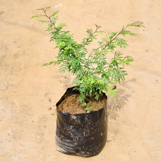 Shami Plants in a black pot against a beige background Free Next-day Delivery haryali.co.in 