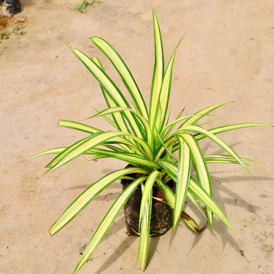 Spider plant with green and yellow leaves on a beige surface Online Plants in Gurgaon: Free Next-Day Delivery