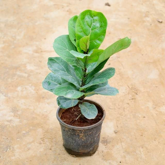 Potted fiddle leaf fig plant on a beige background Buy Indoor Plants in Gurgaon haryali: Free Next-Day Delivery