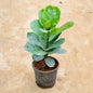 Potted fiddle leaf fig plant on a beige background Buy Indoor Plants in Gurgaon haryali: Free Next-Day Delivery